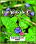 Preview: Lungenkraut 100 g